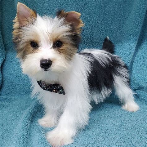 Yorkie breeders near me - Wisteria Yorkies is the home of AKC traditional, parti Yorkie puppies & Biewer Terriers. Beautiful, exquisite, quality, in home, family raised. We specialize in babydoll faces. Your dream puppy is waiting for you today. Kim - (410) 812-0690.